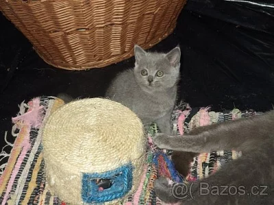 Britská modrá koťátka